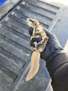 MADISON AL WILDLIFE CONTROL