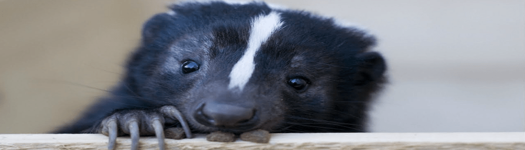Skunk-Control-boston-massachusetts