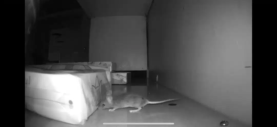 mouse in cabinet