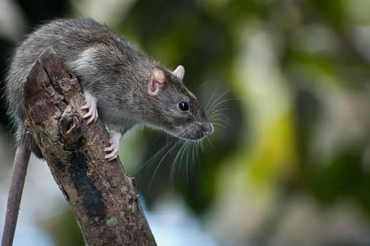 roof rat on tree