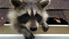 Raccoon peaking out of broken shingles